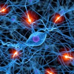 ¿Generamos los adultos neuronas?,  La neurogénesis en las personas mayores